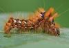 Acronicta rumicis